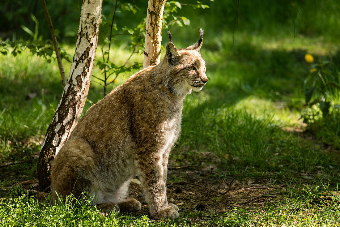 Eurasian lynx, lynx in the undergrowth, wildcat in the forest, Wildlife park Schorfheide, Brandenburg, Germany