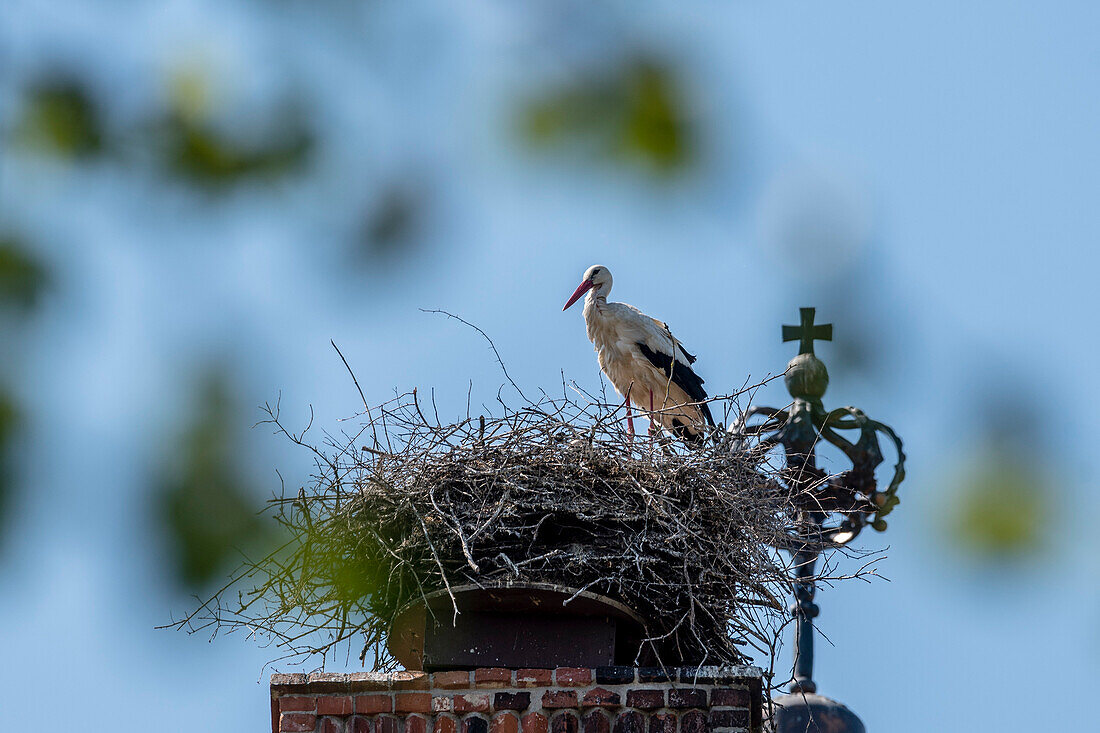 White stork, stork nest, stork in bird nest on church tower, gothic church, stork village Linum, Brandenburg, Germany