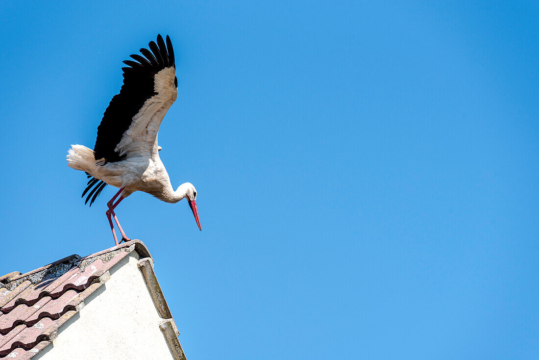 Weißstorch, Storch sitz auf Dachfirst, Weißstorch fliegt ab, Storchendorf Linum, Brandenburg, Deutschland