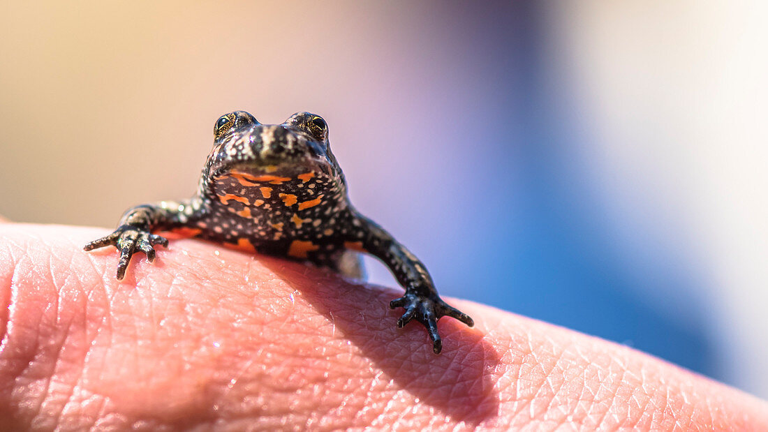 Protected animal species, threatend species, firebellied toad, red bellied eagle sitting on a hand, Linumer bruch, Brandenburg, nature reserve, Oberes Rhinluch, Germany
