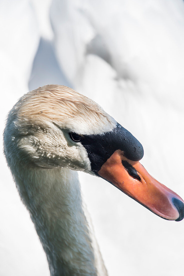 Schwan Portrait mit nassem Gefieder, Brandenburg, Deutschland