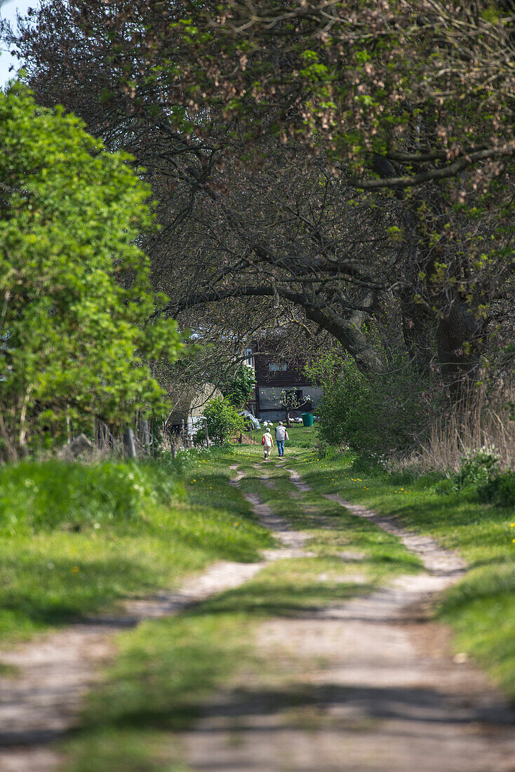 Hiking trail, Sunday walk beneath trees, Brandenburg, Germany