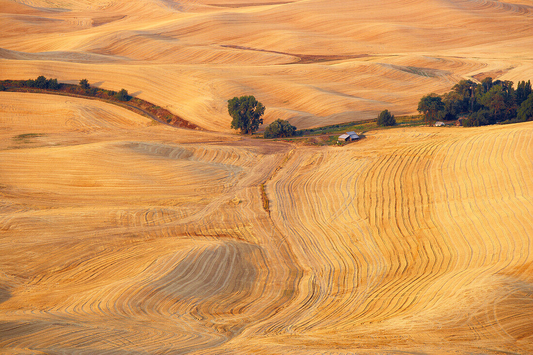 View from Steptoe Butte at the Palouse , Washington , U.S.A. , America