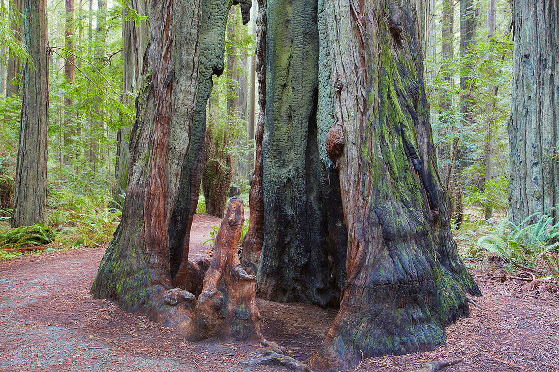 Humboldt Redwoods State Park , Kalifornien , USA