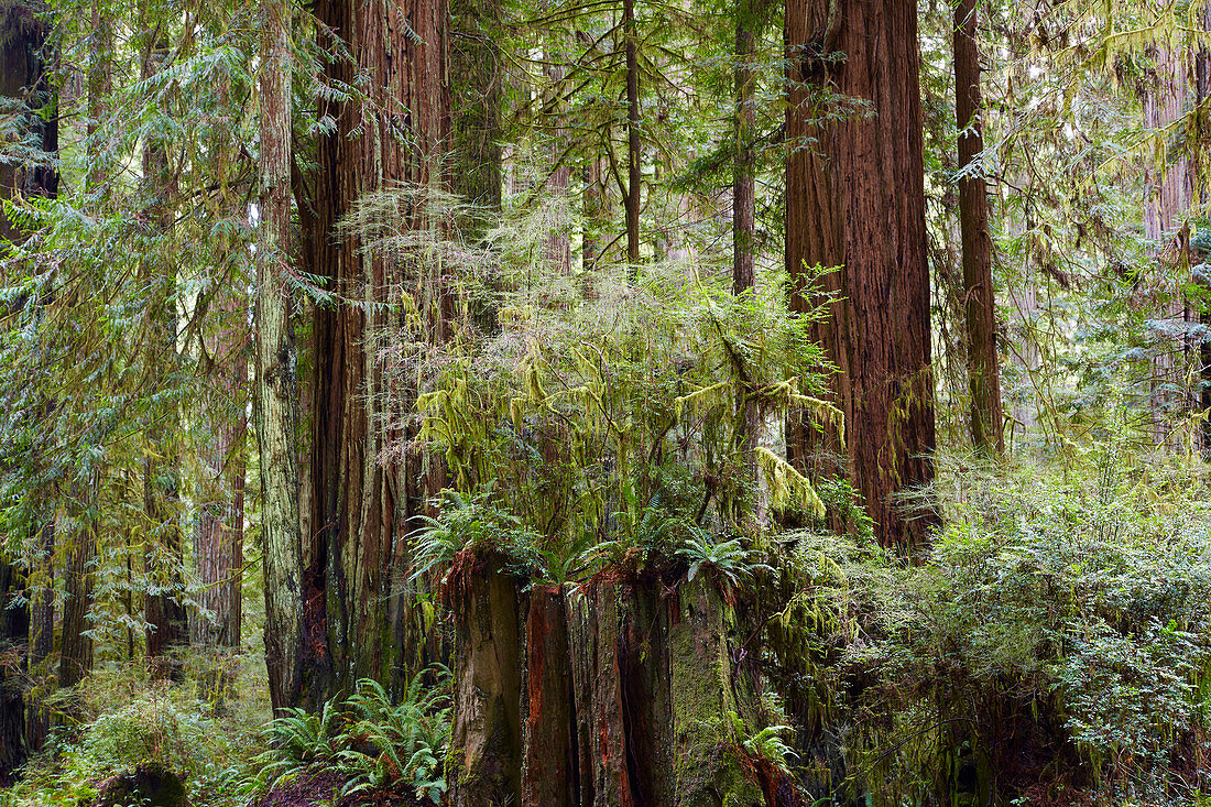 Prairie Creek Redwoods State Park , Kalifornien , USA