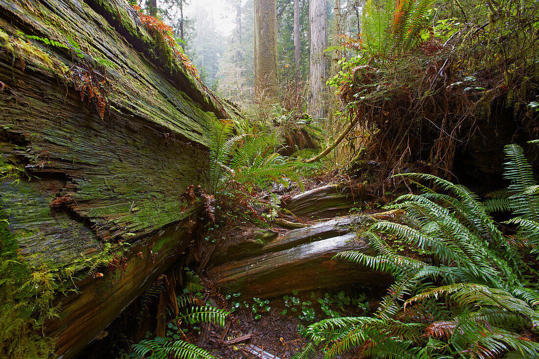 Prairie Creek Redwoods State Park , California , USA