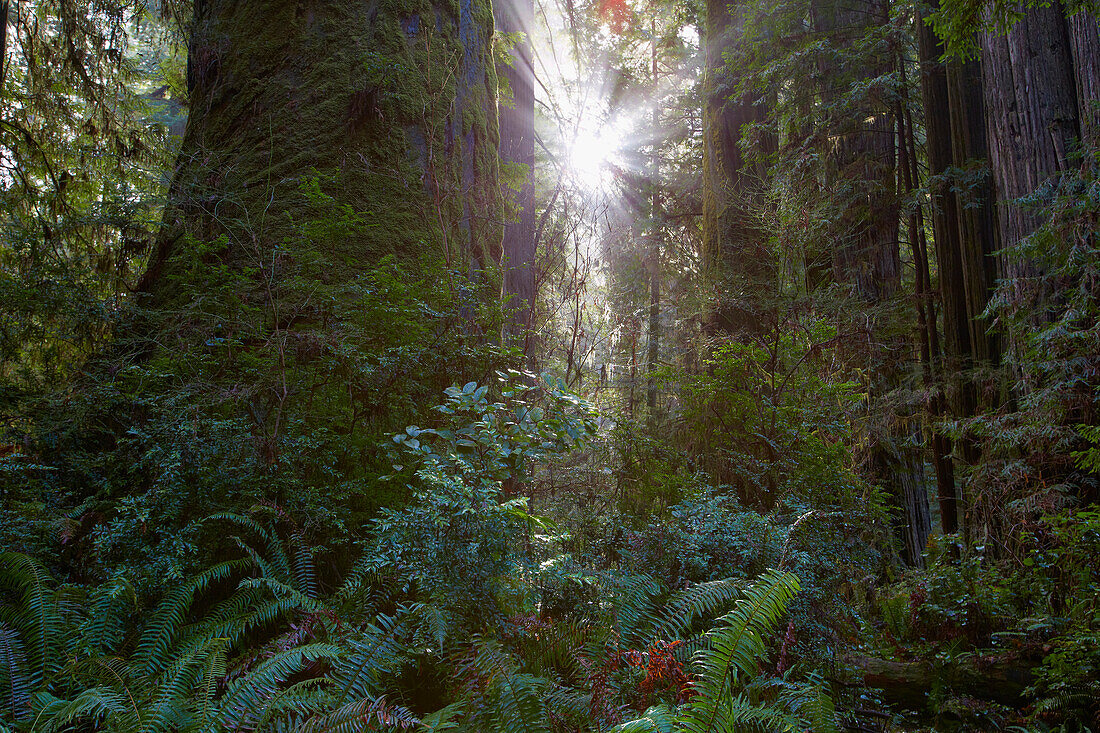 Prairie Creek Redwoods State Park , California , USA