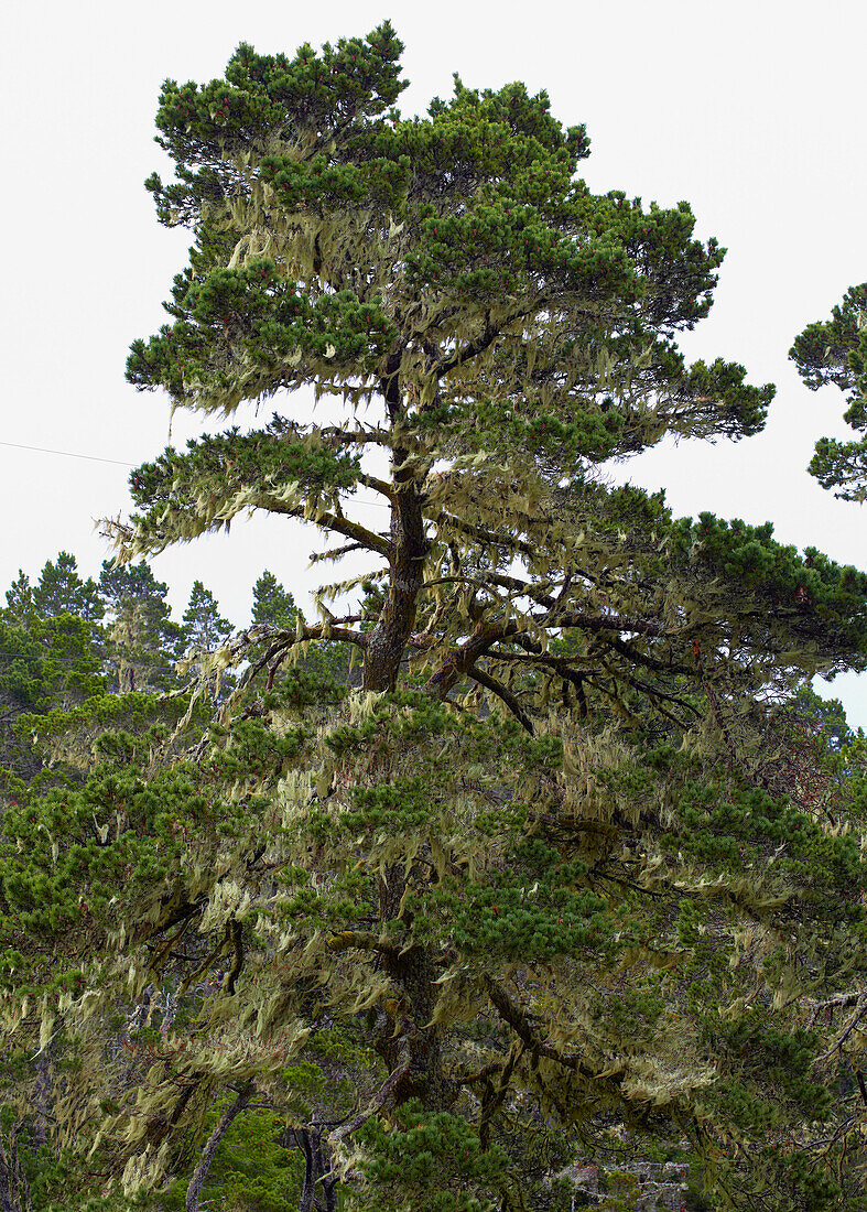 Lichen , Bandon , Oregon , USA