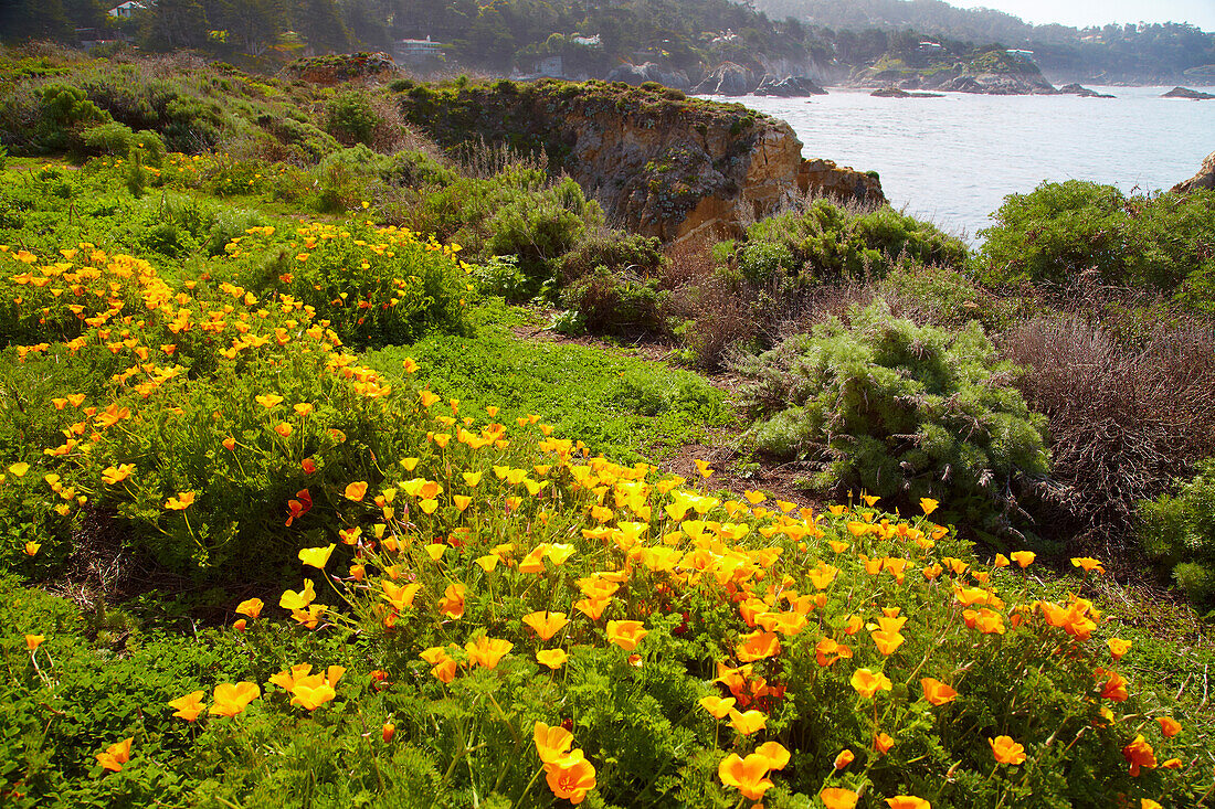 <Point Lobos State Natural Reserve> , Californian Poppy , Pacific Ocean , Southwestern California , California , USA