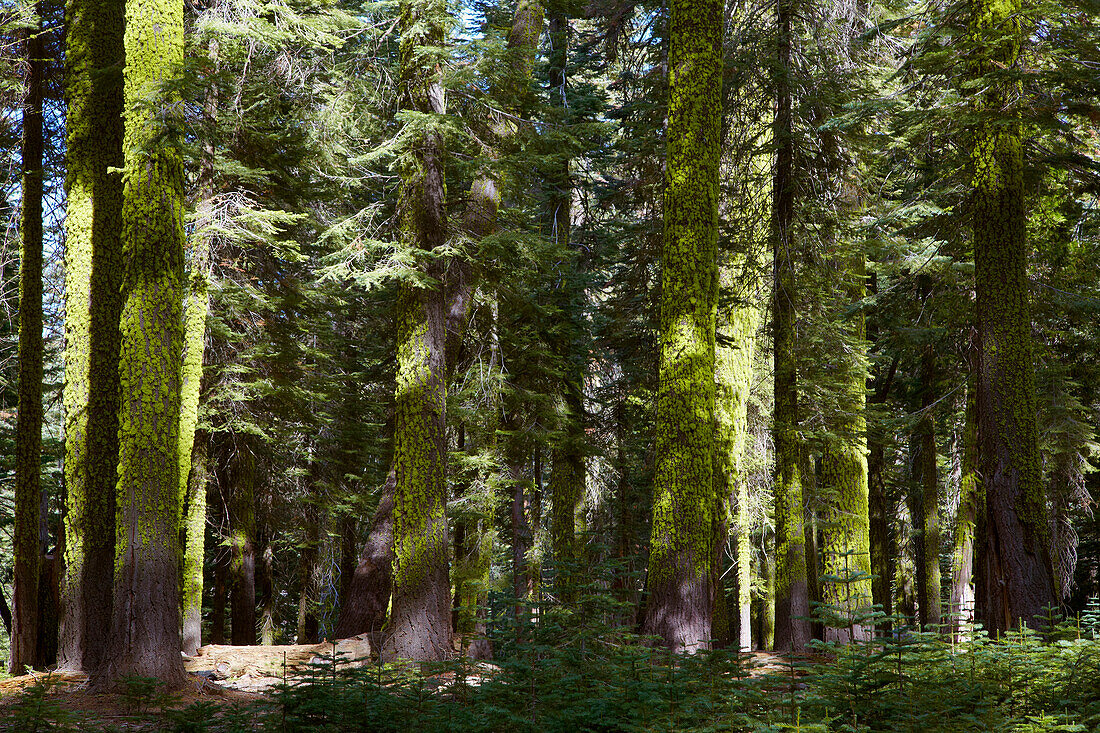 Mit Moos und Flechten bewachsene Bäume in Crane Flat , Yosemite National Park , Sierra Nevada , Kalifornien , U.S.A. , Amerika
