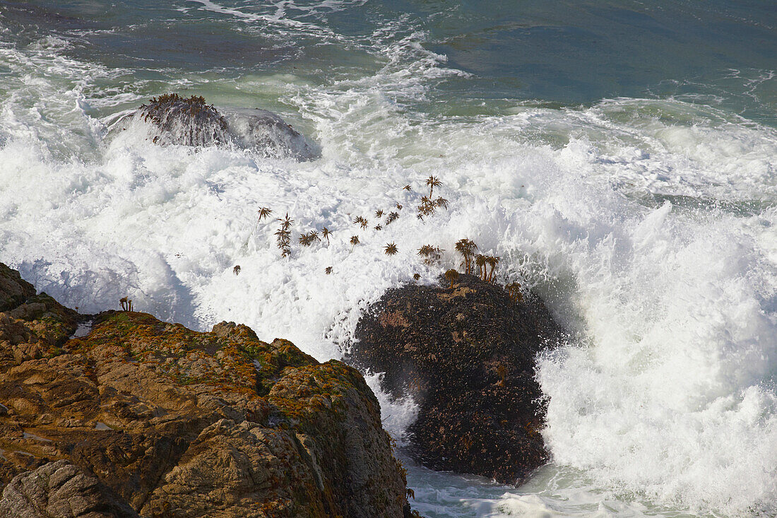 Pazifische Küste bei Bodega Bay , Bodega Head , Pazifik , Sonoma , Kalifornien , U.S.A. , Amerika