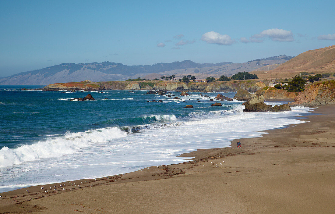 Pacific coast near Bodega Bay , Sandy Beach , Pacific Ocean , Sonoma , California , U.S.A. , America