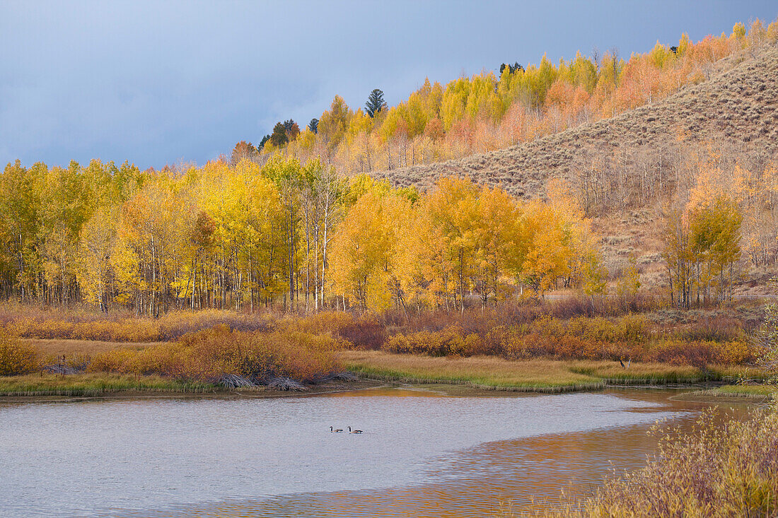 Herbstlaub am Oxbow Bend , Snake River , Grand Teton National Park , Wyoming , U.S.A. , Amerika