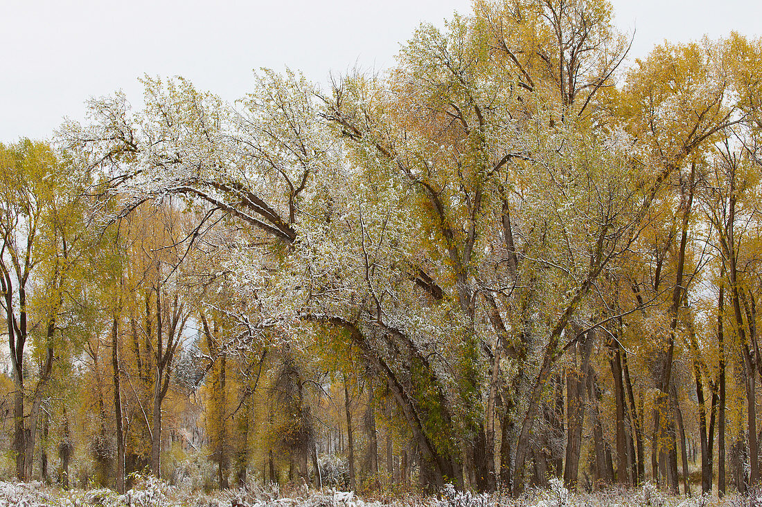 Wintereinbruch in der Gros Ventre Region , Grand Teton National Park , Wyoming , U.S.A. , Amerika