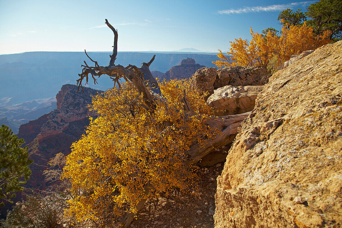 View from Cape Royal into the Grand Canyon National Park , North Rim , Arizona , U.S.A. , America