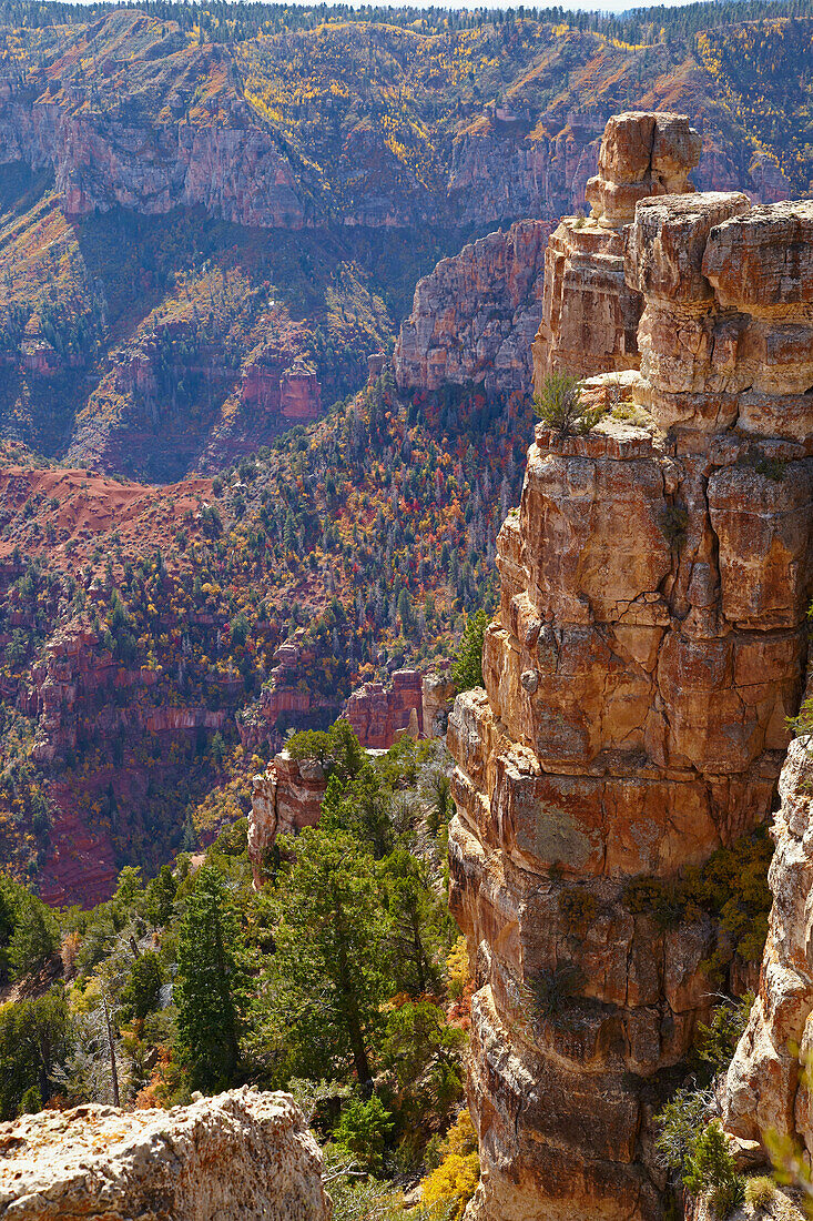 Herbstfarben am Point Imperial , Grand Canyon National Park ,  North Rim , Arizona , U.S.A. , Amerika