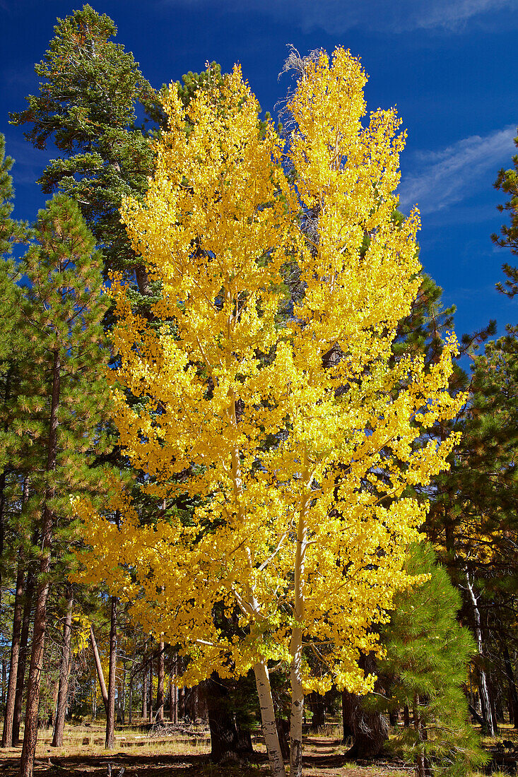 Autumnal tints at the Walhalla Plateau , North Rim , Grand Canyon National Park , Arizona , U.S.A. , America