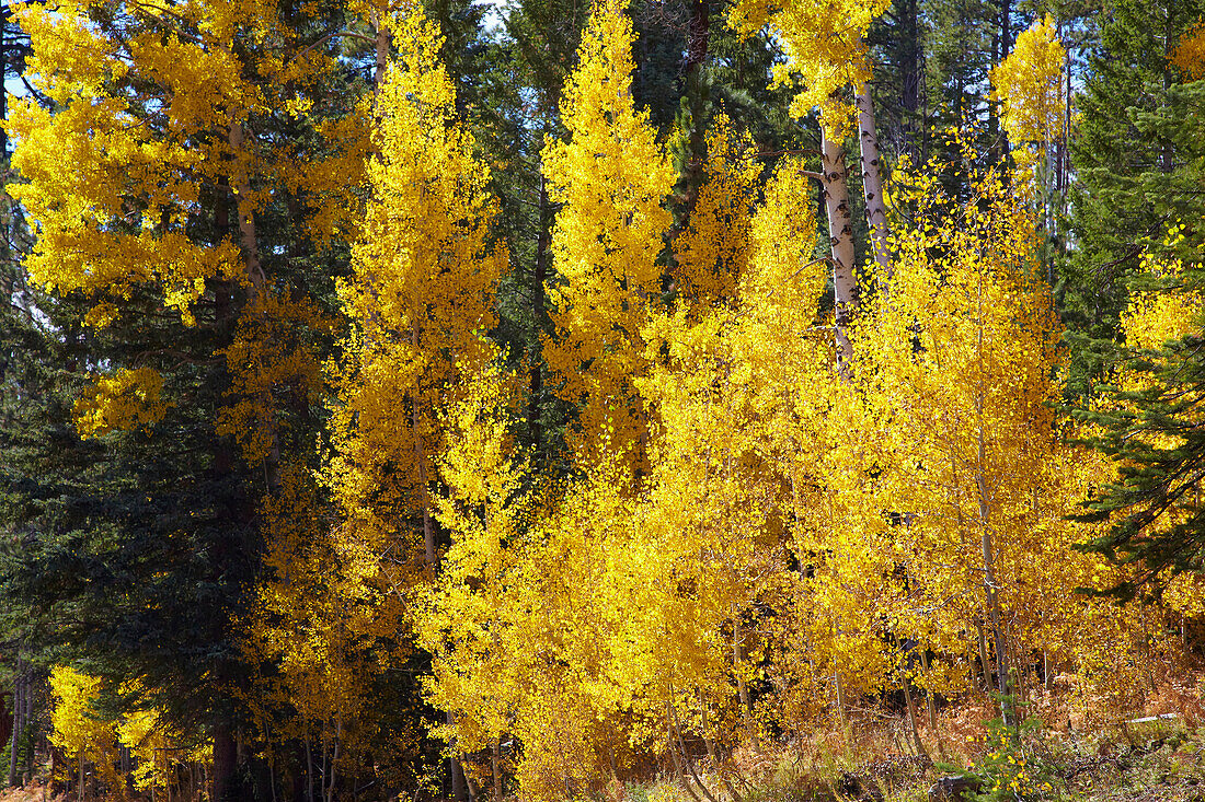 Autumnal tints at the Walhalla Plateau , North Rim , Grand Canyon National Park , Arizona , U.S.A. , America