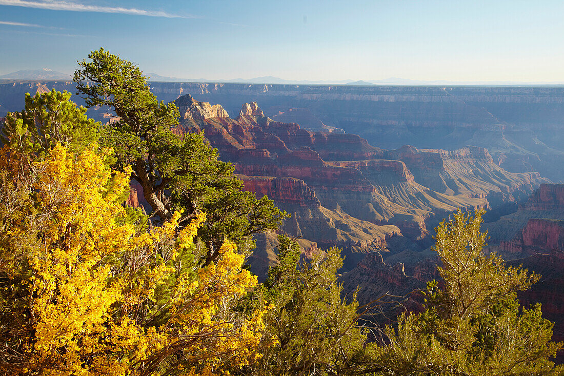 Blick vom Bright Angel Point in den  Bright Angel Canyon , North Rim , Grand Canyon National Park , Arizona , U.S.A. , Amerika