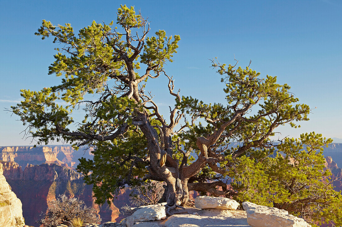 Blick vom Bright Angel Point in den  Bright Angel Canyon , North Rim , Grand Canyon National Park , Arizona , U.S.A. , Amerika