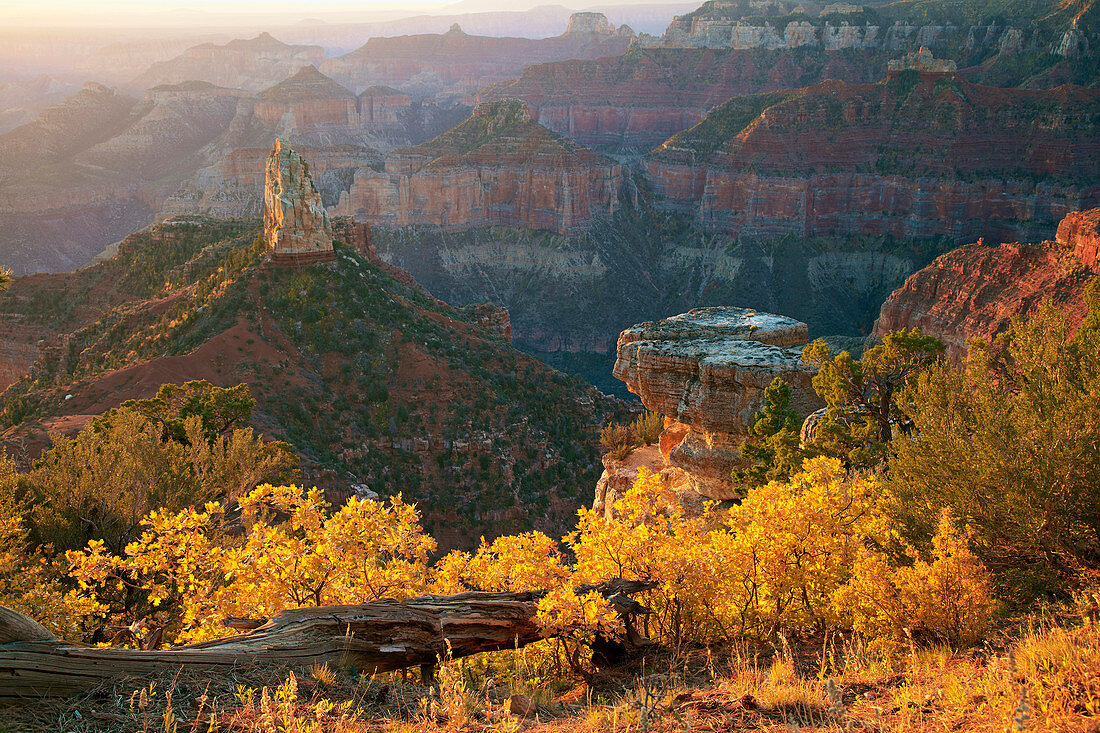 Herbstfarben am Point Imperial , Grand Canyon National Park ,  North Rim , Arizona , U.S.A. , Amerika