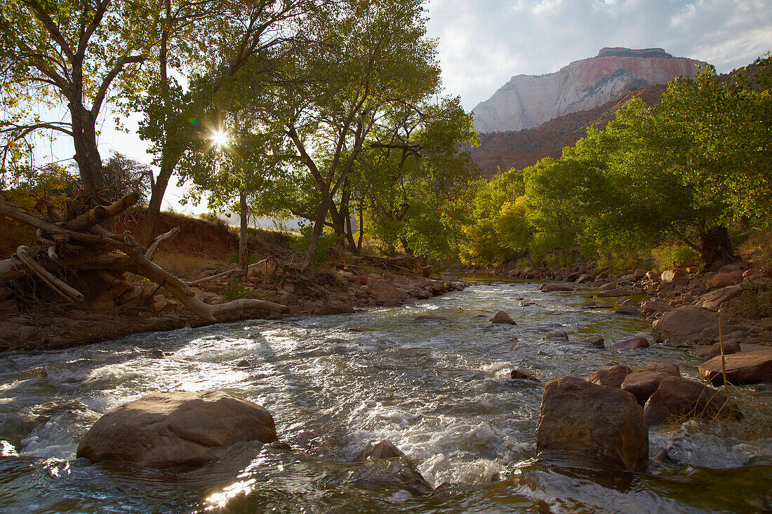 Blick auf Virgin River und West Temple bei Springdale , Zion National Park , Utah , U.S.A. , Amerika