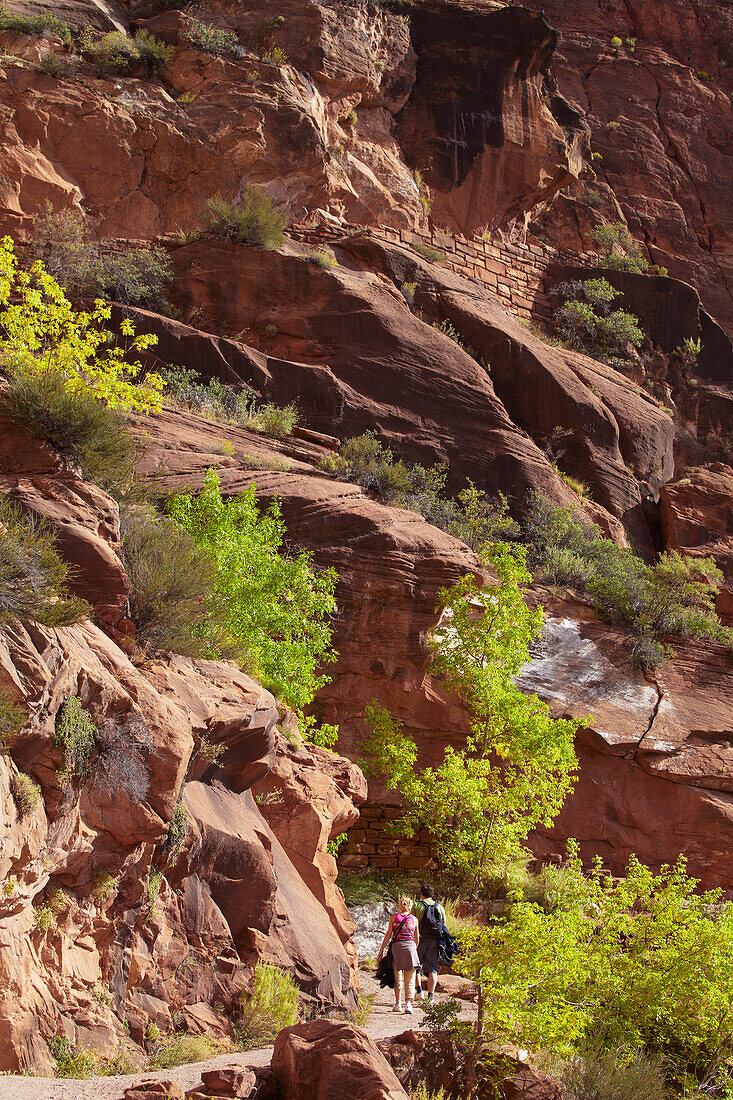 Hikers on West Rim Trail , Zion National Park , Utah , Arizona , U.S.A. , America