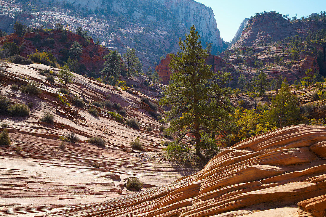 Autumn at the Checkerboard Mesa , Zion National Park , Utah , Arizona , U.S.A. , America