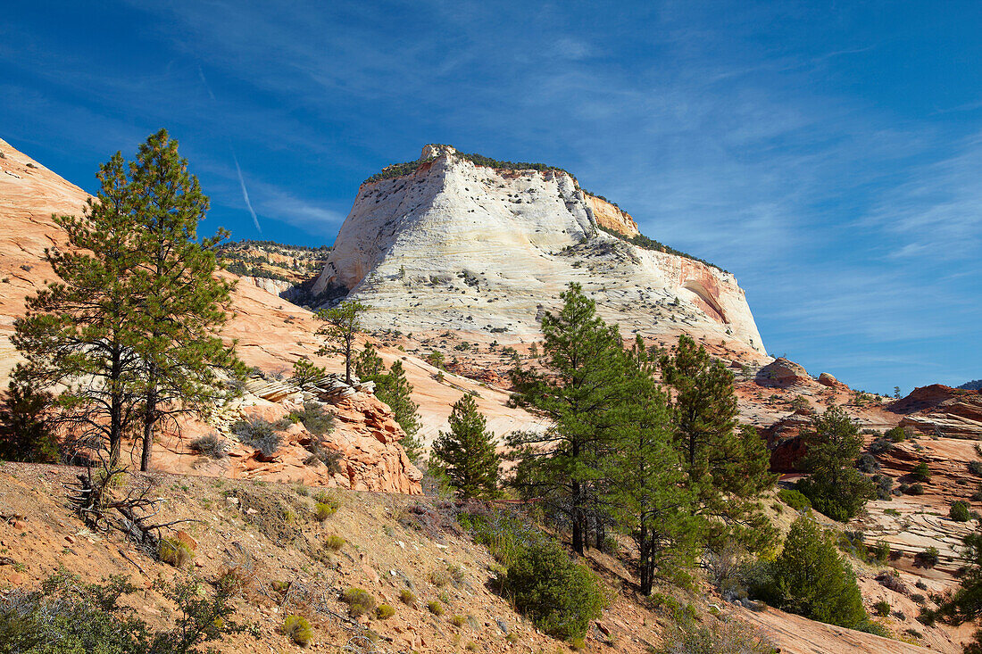 Autumn at the Checkerboard Mesa , Zion National Park , Utah , Arizona , U.S.A. , America