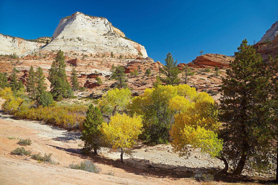 Autumn at the Checkerboard Mesa , Zion National Park , Utah , Arizona , U.S.A. , America