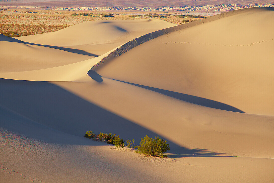 View over Mesquite Flat Sand Dunes at Stovepipe Wells Village , Death Valley National Park , California , U.S.A. , America