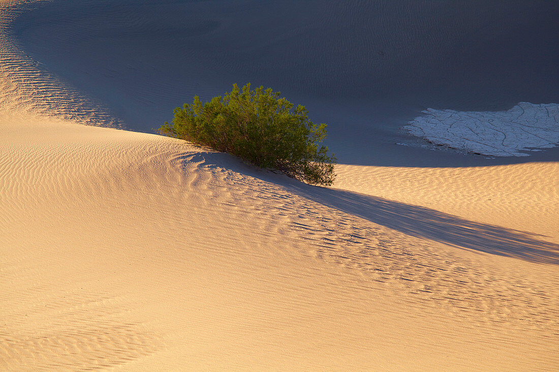 Blick über Mesquite Flat Sand Dunes bei Stovepipe Wells Village , Death Valley National Park , Kalifornien , U.S.A. , Amerika