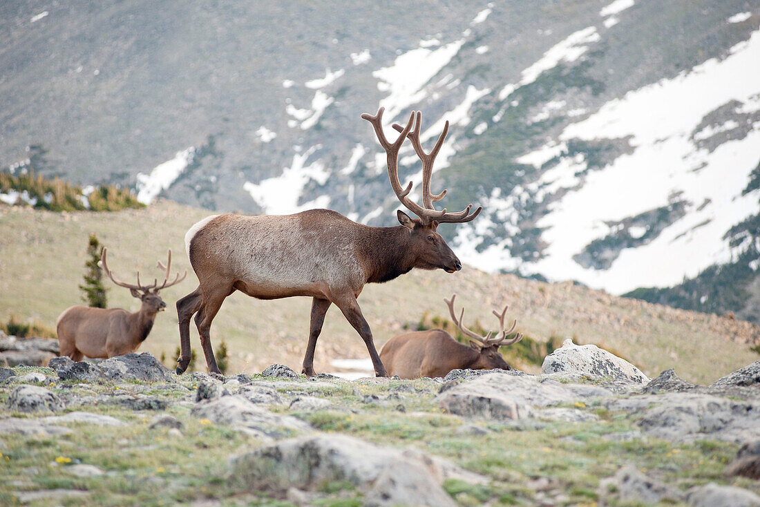 Elk bulls, Rocky Mountain National Park, Colorado, USA