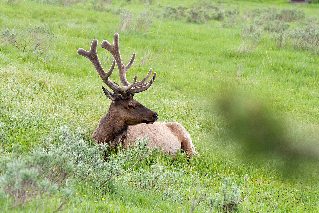 Elk bull resting in Yellowstone National Park, Wyoming, USA