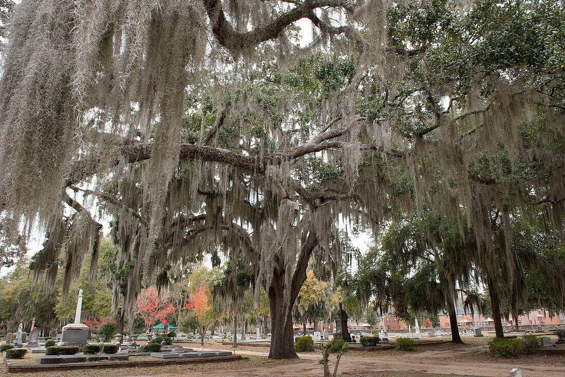 Live oak tree covered with Spanish moss in Old Live Oak Cemetery, Selma, Alabama, USA