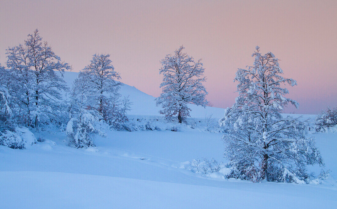 Europe, Italy, Tuscany. Trees snow capped in the hills of the Appennino at sunrise
