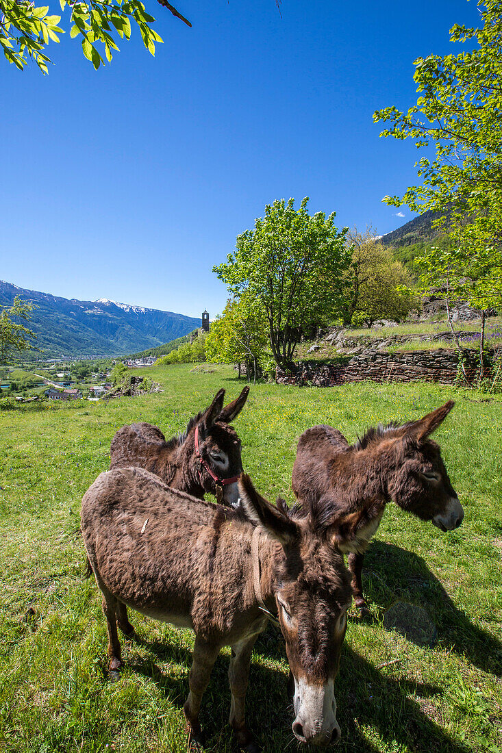 Donkeys graze grass in the pastures near Grosio. Province of Sondrio. Valtellina. Lombardy. Italy. Europe