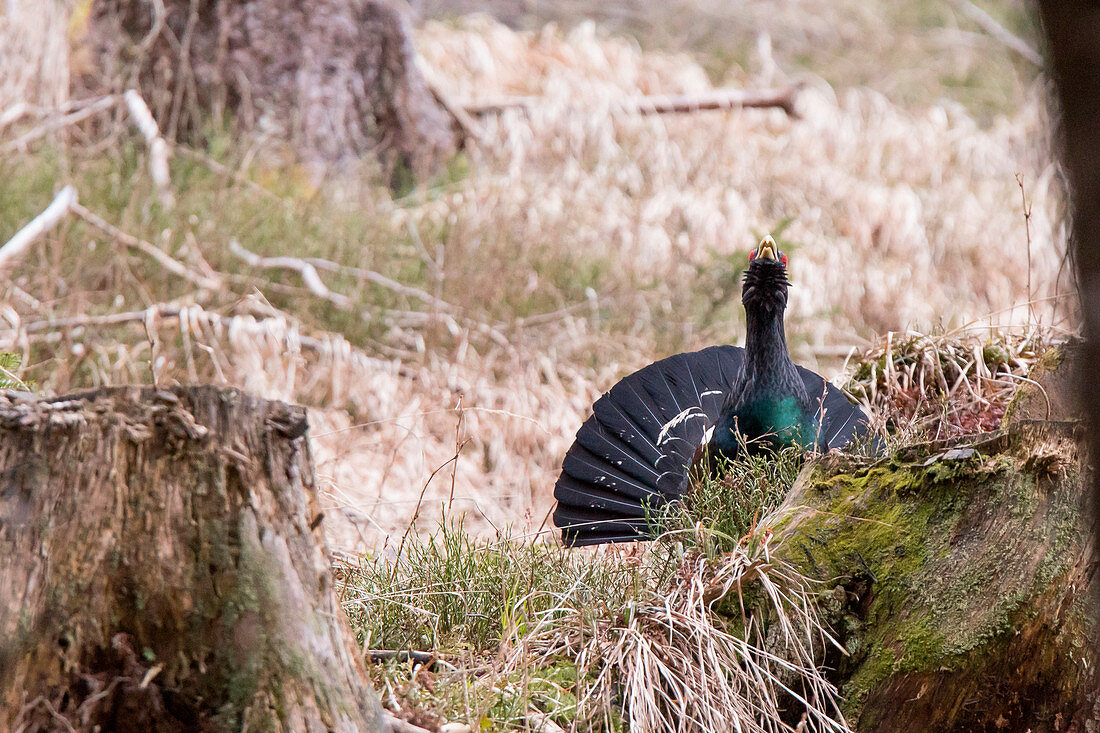 Trentino Alto Adige, Italy. Capercaillie.