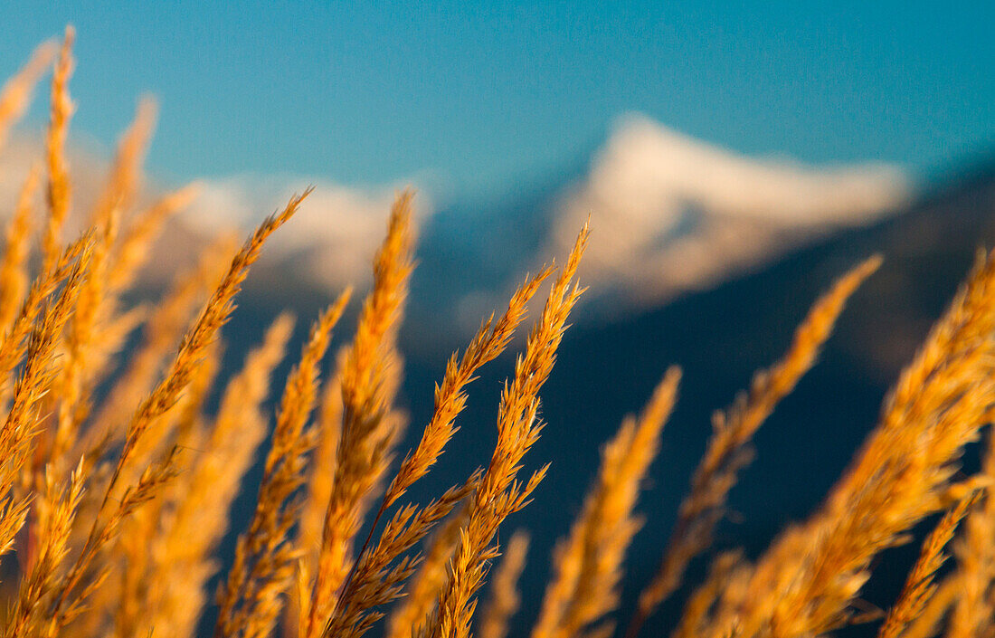 Alpine landscape during a summer sunset with golden blades of grass