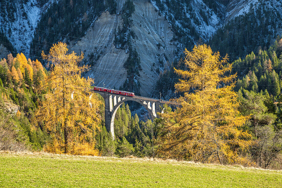 Bernina Express passes through Wiesner Viadukt surrounded by colorful woods Canton of Graub??nden Switzerland Europe