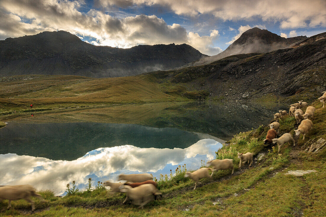 A flock of sheep passes on the shore of Fenetre Lakes Ferret Valley Saint Rh?®my Grand St Bernard Aosta Valley Italy Europe