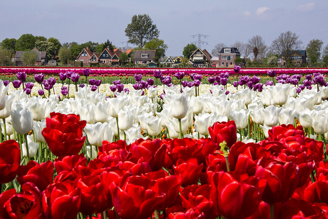 Multicolored tulip fields frame the village in spring Berkmeer Koggenland North Holland Netherlands Europe