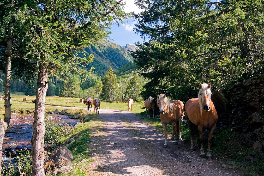 Europe, Italy, Trentino, Trento district, Dolomites. Horses in the mountain landscape.