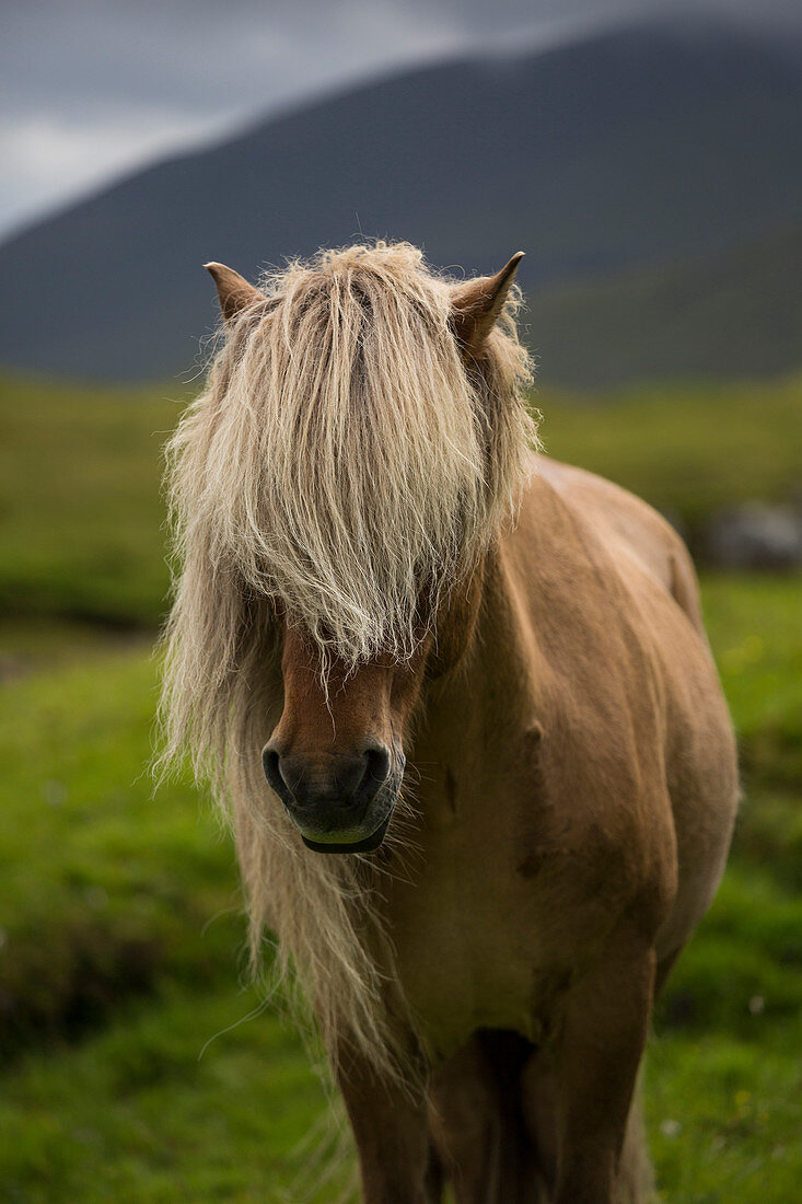 Europe, Faroe Islands, Streymoy, Wild horse