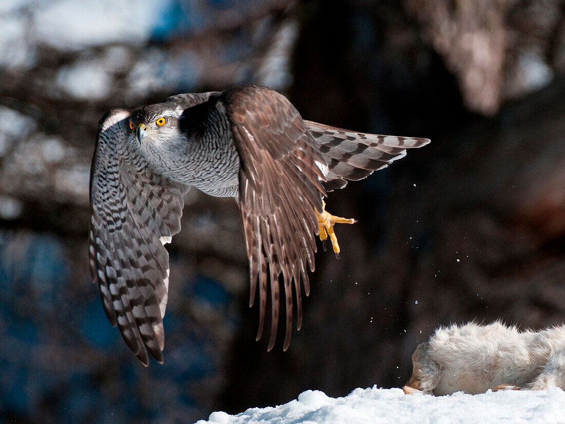 Europe, Dolomites, Italy, Fassa valley, Trentino, Goshawk, Astore, Accipiter gentilis