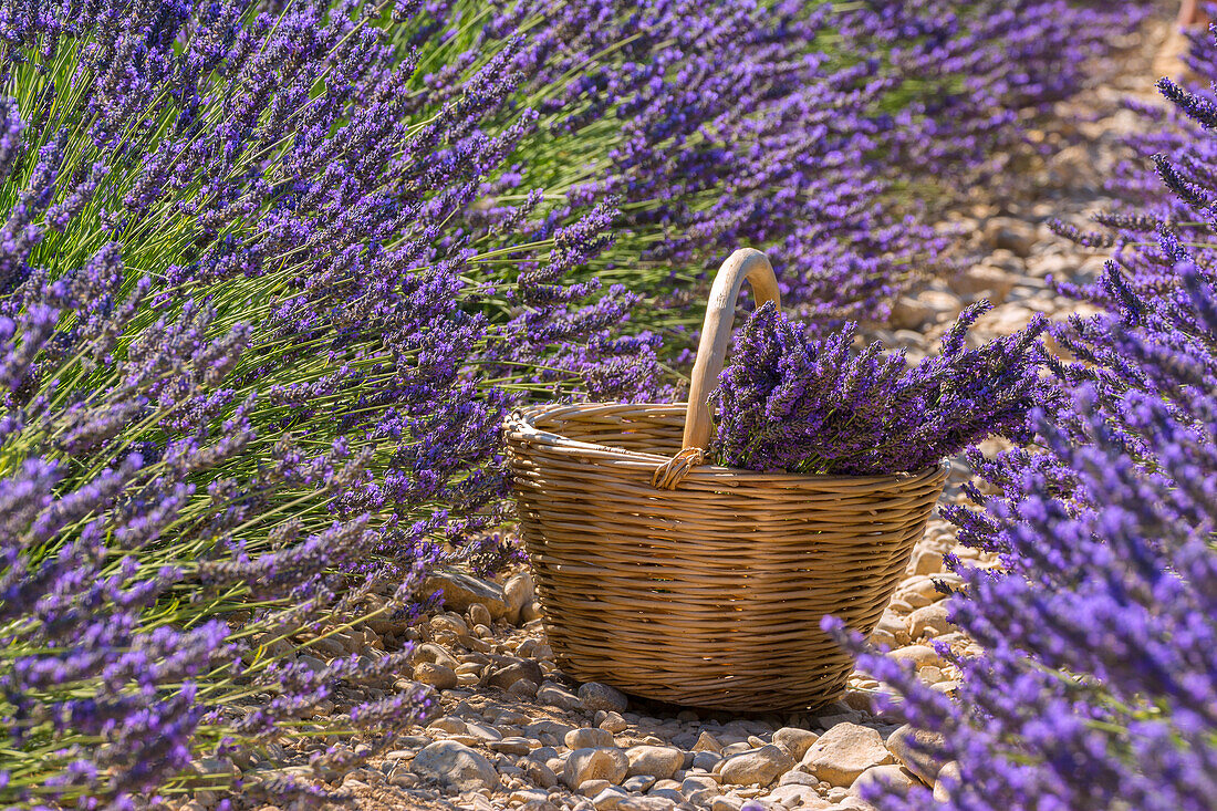 Europe, France, Valensole , Alpes de Haute Provence.