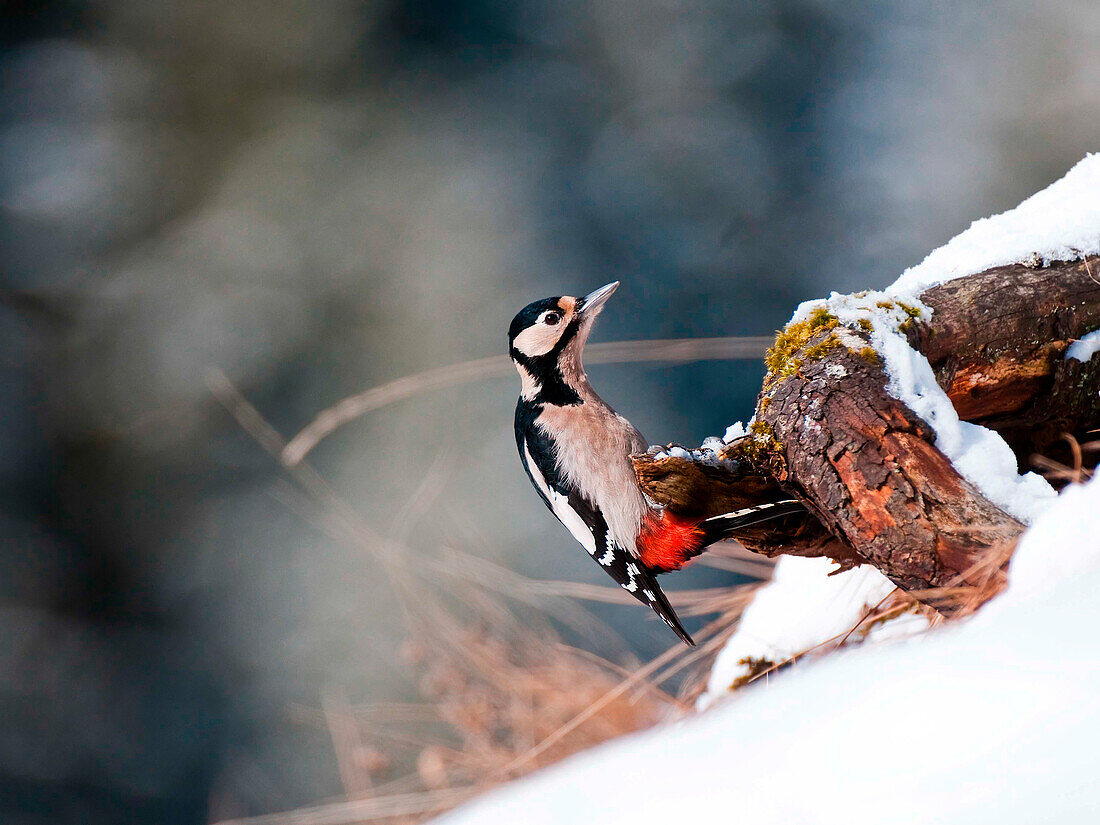 Europe, Italy, Trentino, Dolomites, Fassa Valley. Woodpecker red major