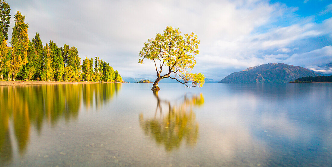 New Zealand, South Island, Wanaka, Lake, Tree, Autumn
