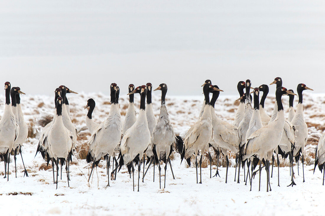 Black necked crane (Grus nigricollis) on Da Shan Bao in Yunnan China