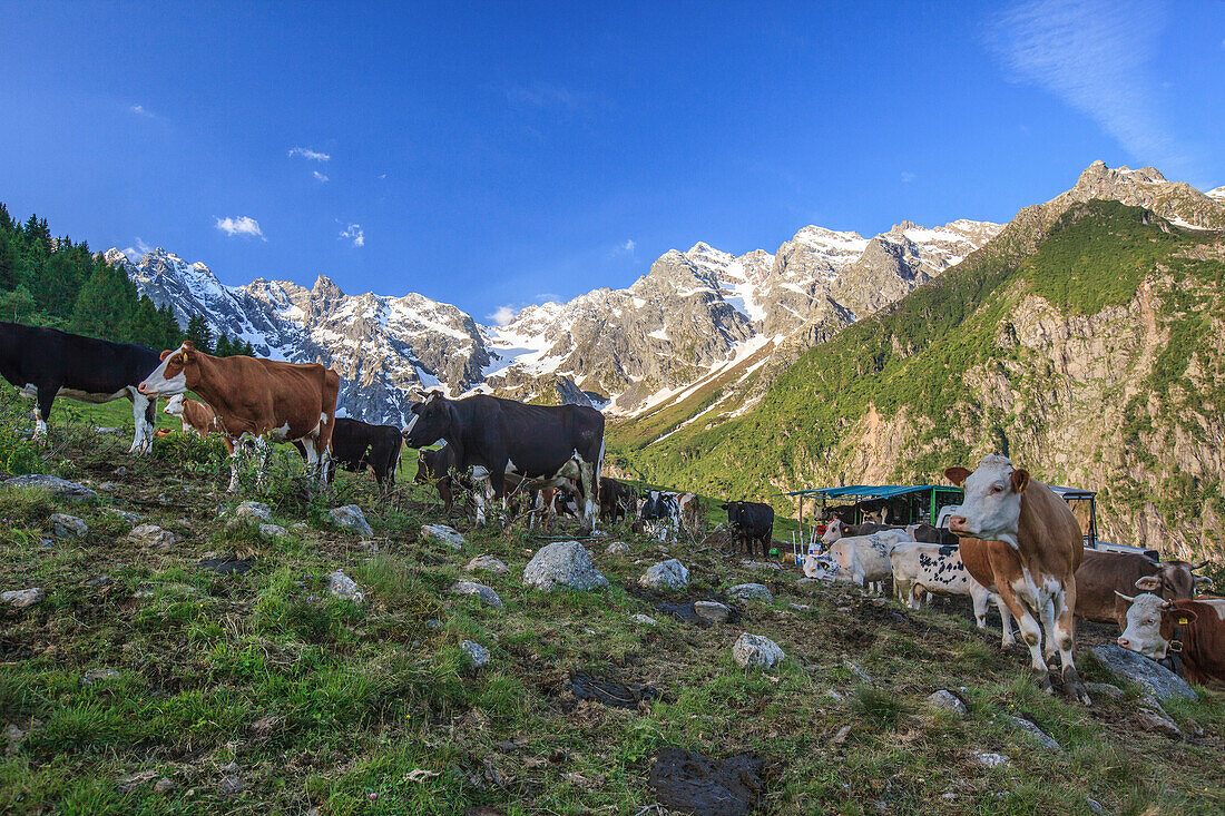 Cows grazing surrounded by mountains and blue sky Orobie Alps Arigna Valley Sondrio Valtellina Lombardy Italy Europe